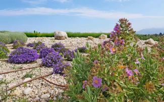 Depending on the flowering season, the plants create different spots of colour on the roof. Cistus albidus and other purple flowers on a green roof